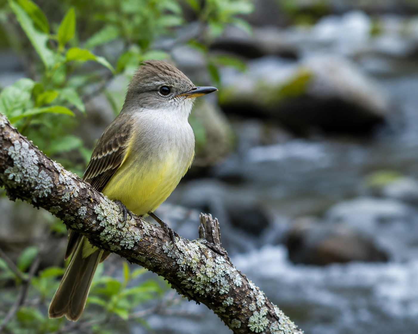 Ash-throated Flycatcher