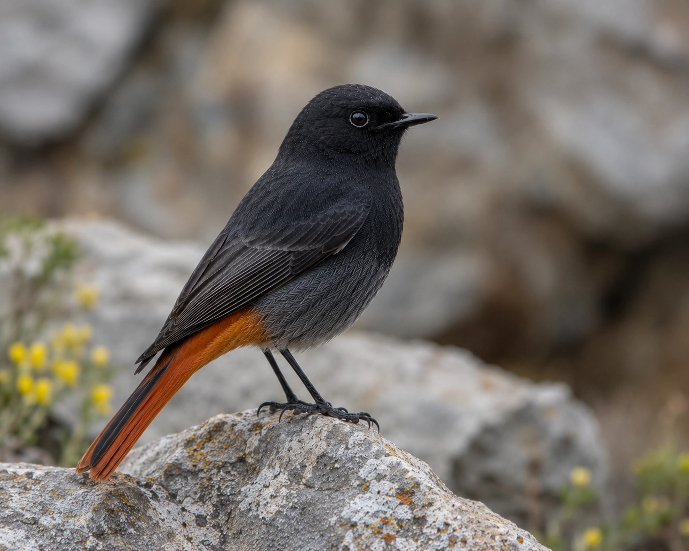 Black Redstart