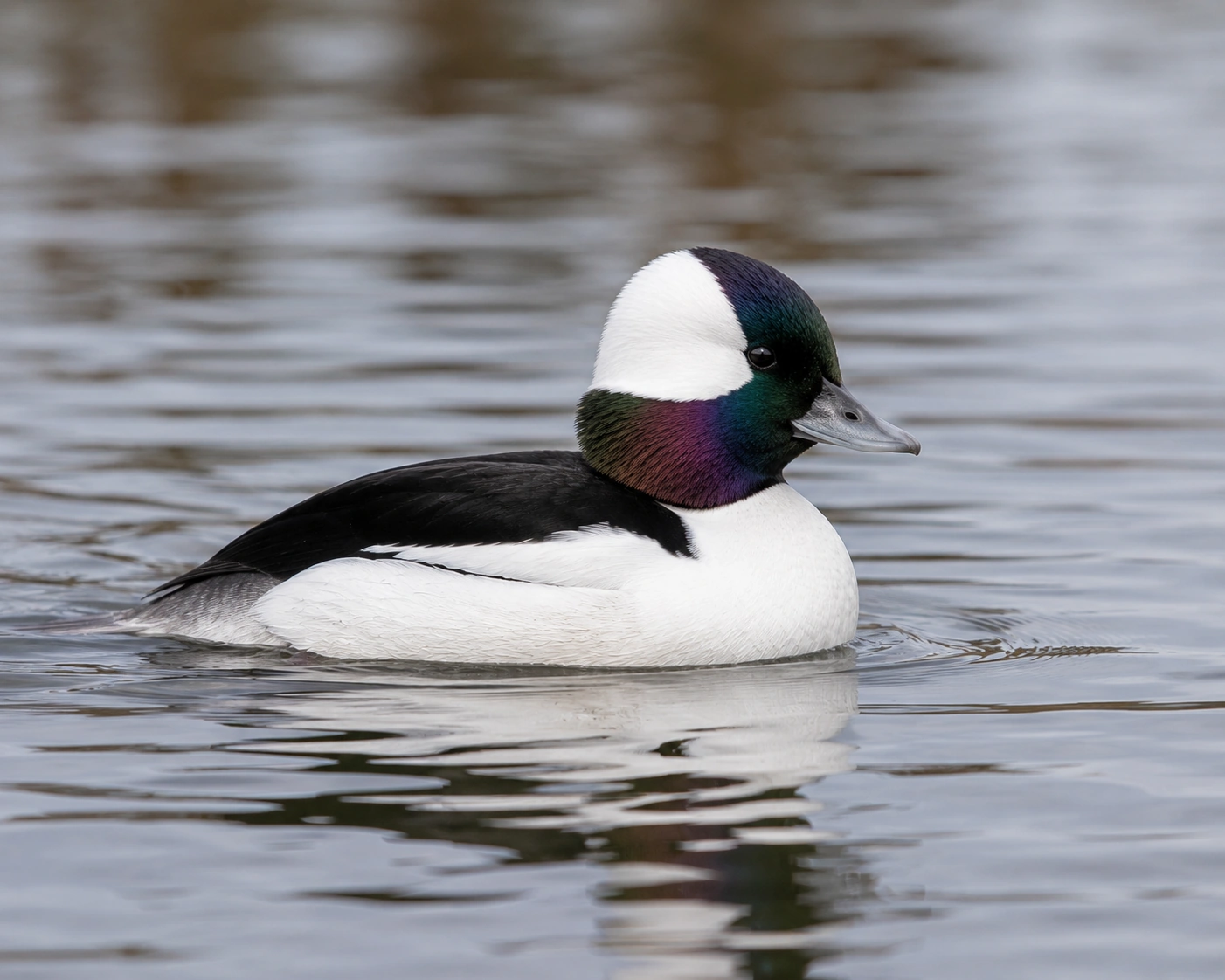 Bufflehead