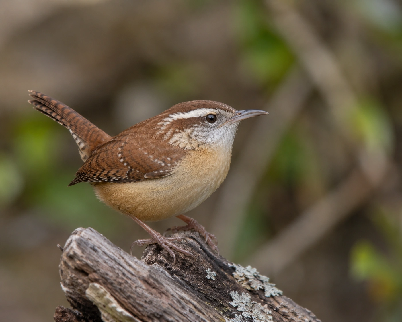 Carolina Wren