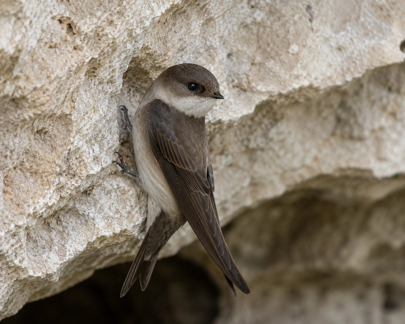 Cave Swallow