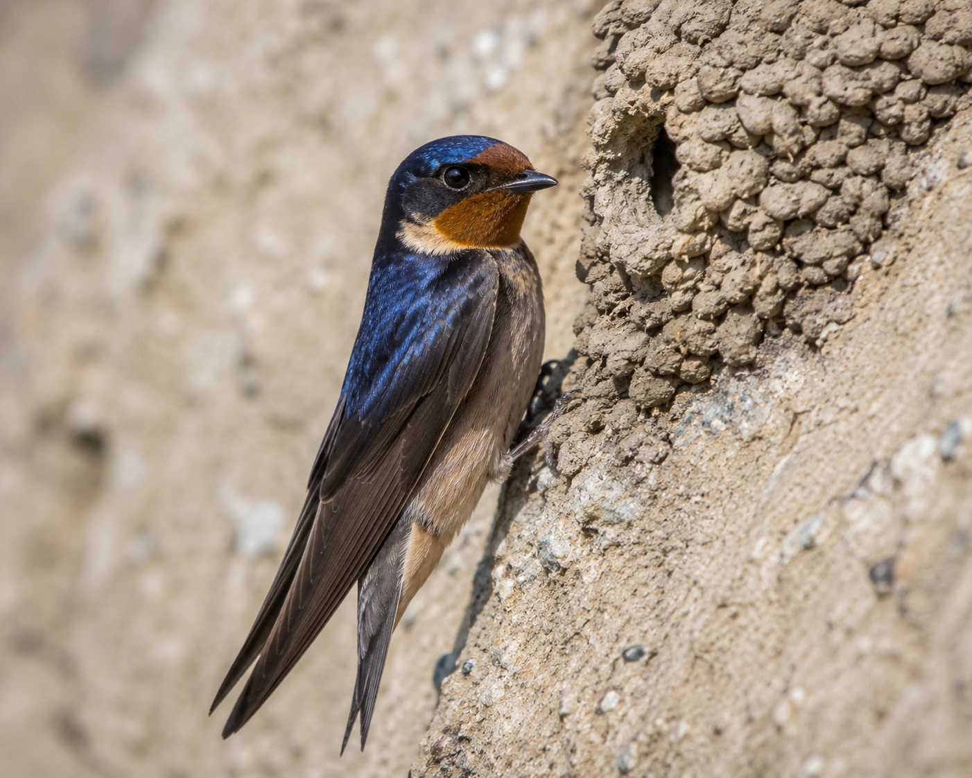 Cliff Swallow