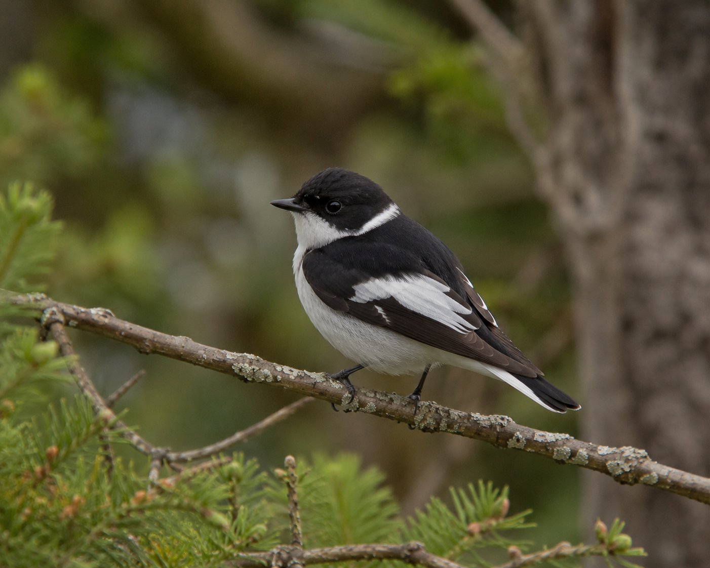 Collared Flycatcher