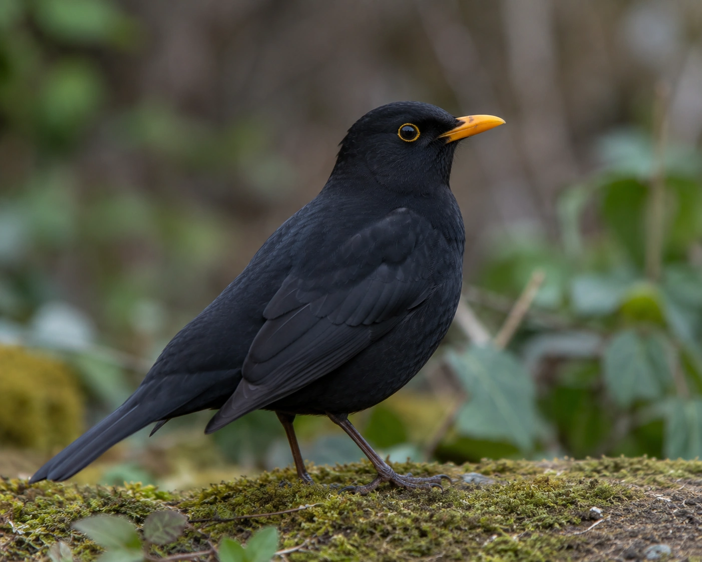 Common Blackbird