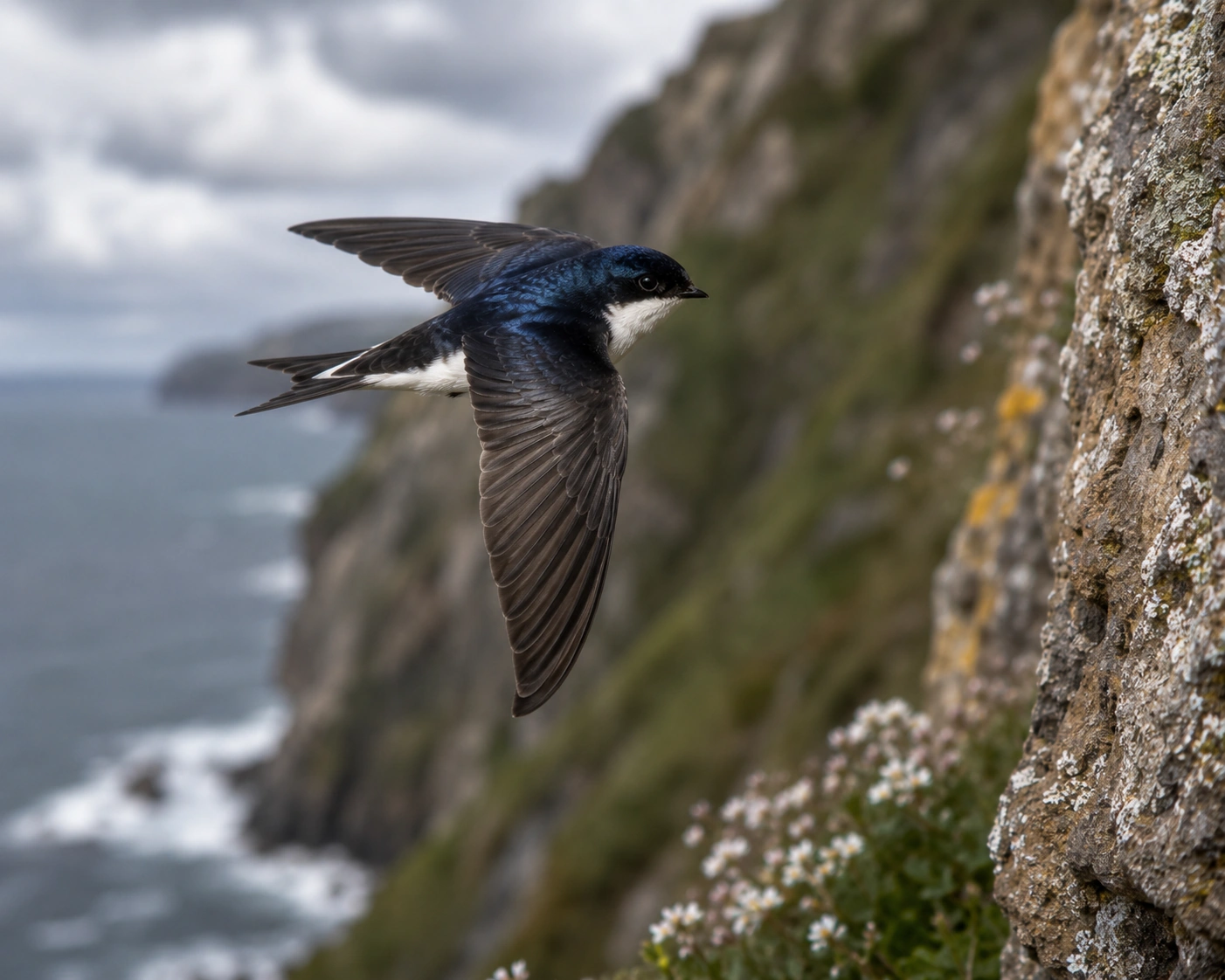 Common House-Martin