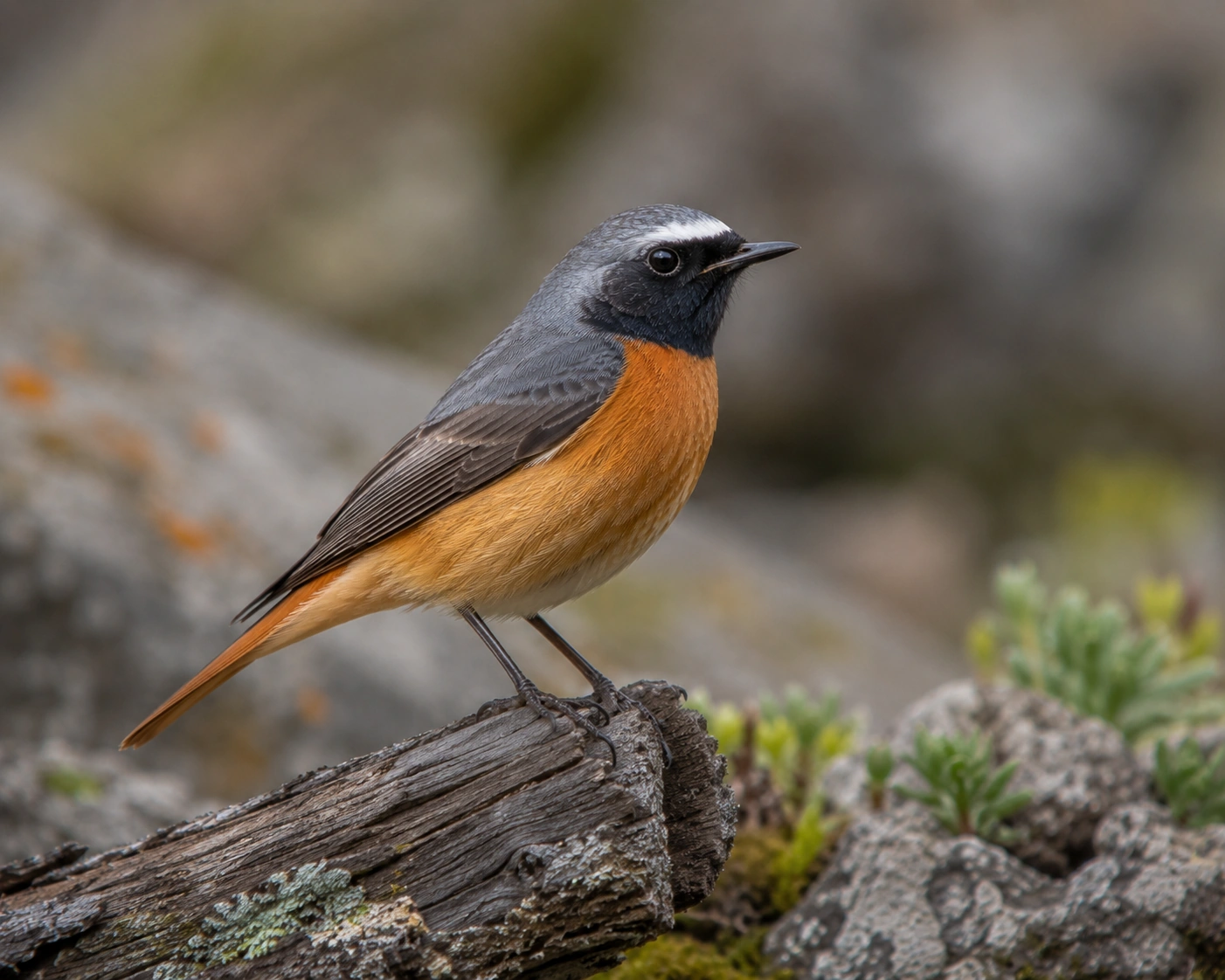 Common Redstart