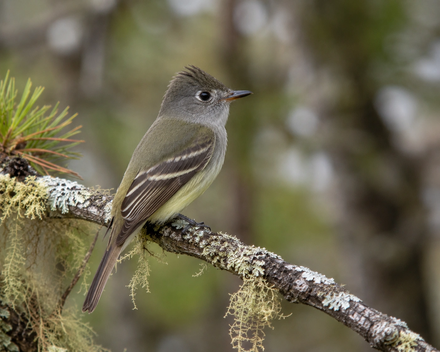 Cordilleran Flycatcher