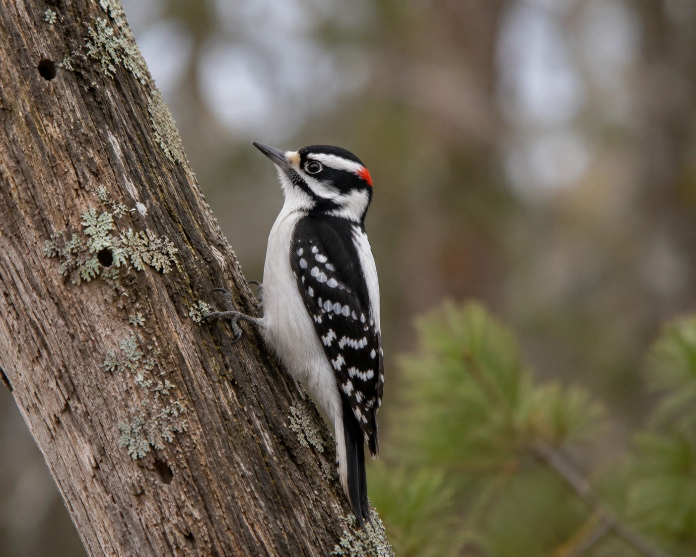 Downy Woodpecker