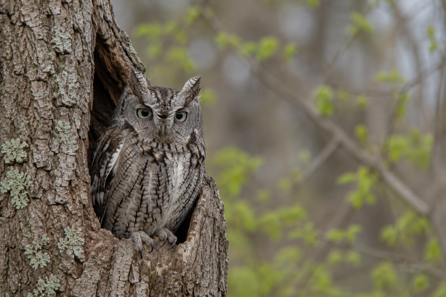 Eastern Screech-Owl