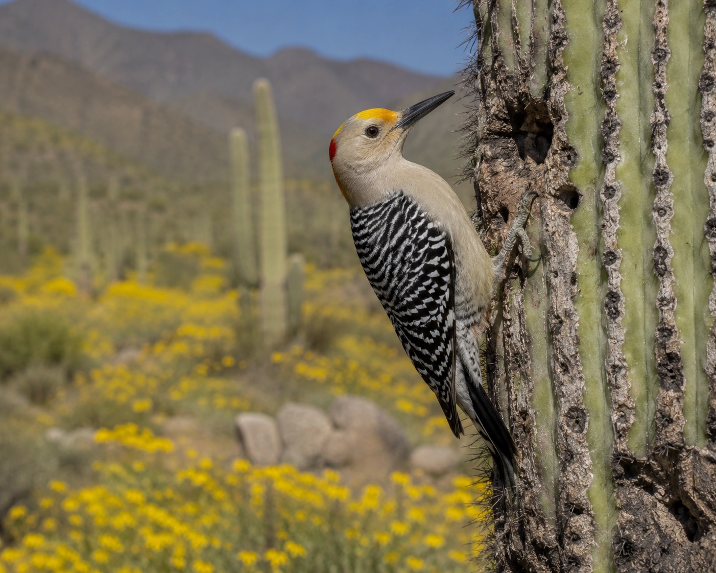 Golden-fronted Woodpecker