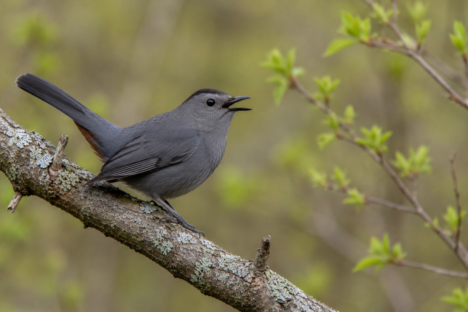 Gray Catbird