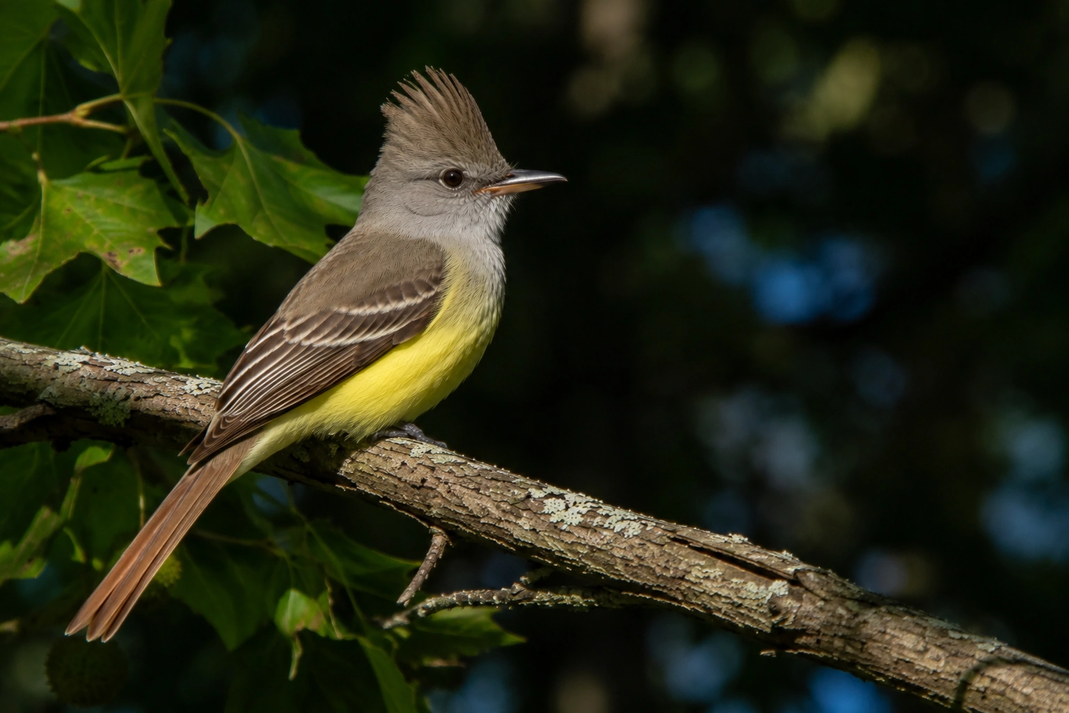 Great Crested Flycatcher