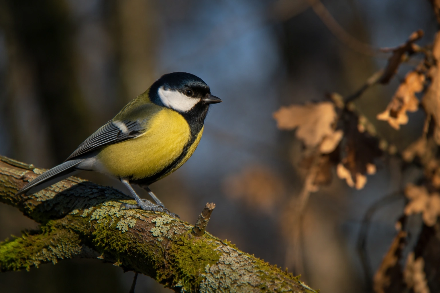 Great Tit