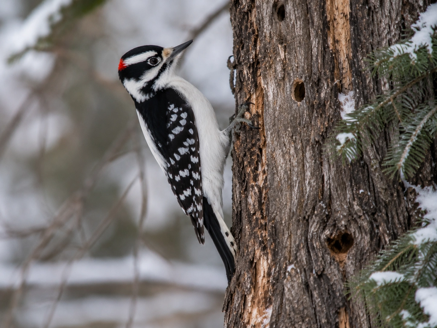 Hairy Woodpecker