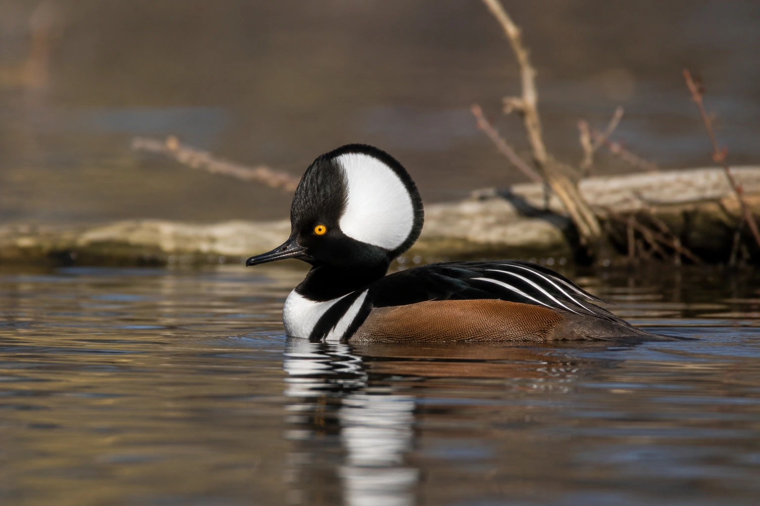 Hooded Merganser