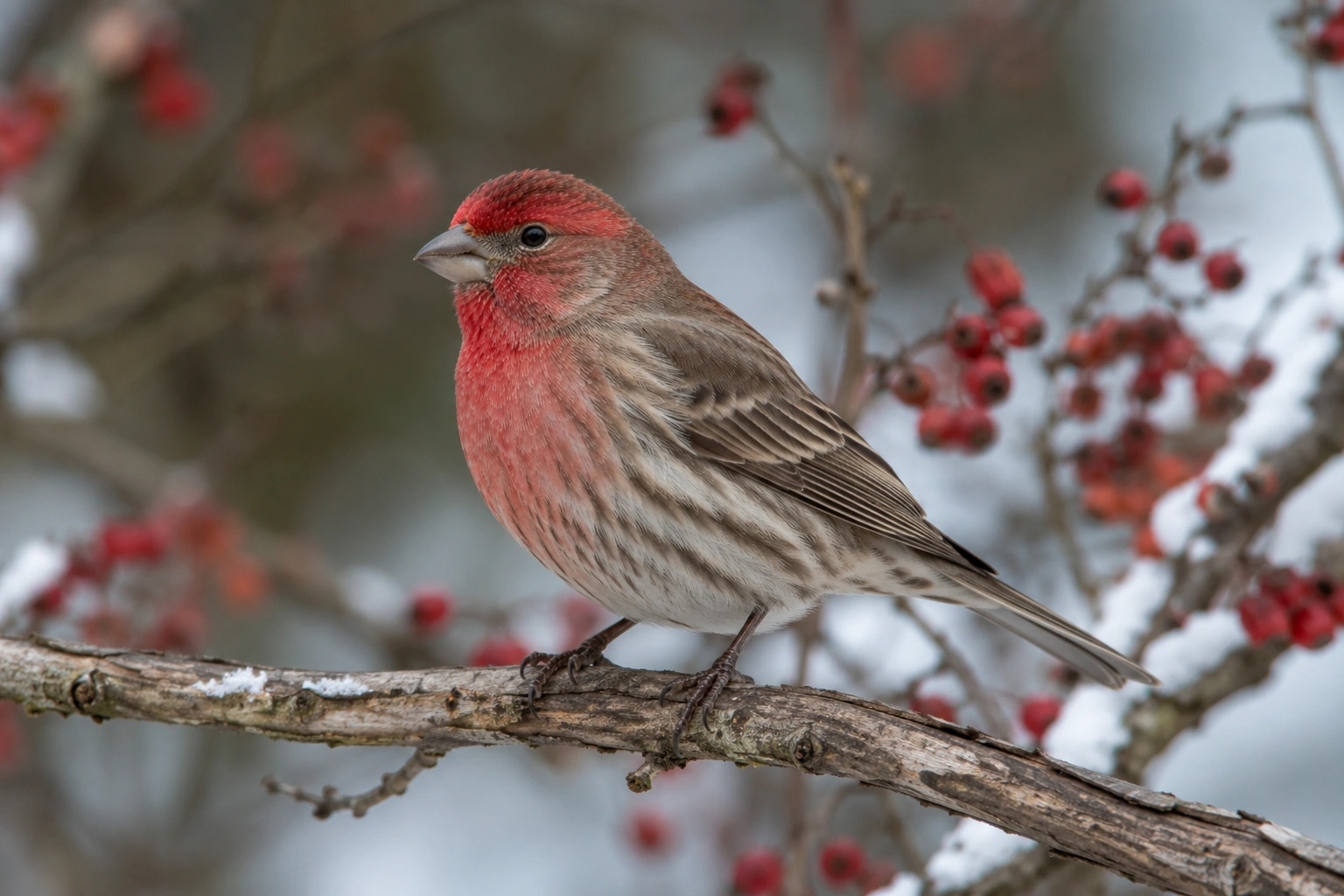 House Finch