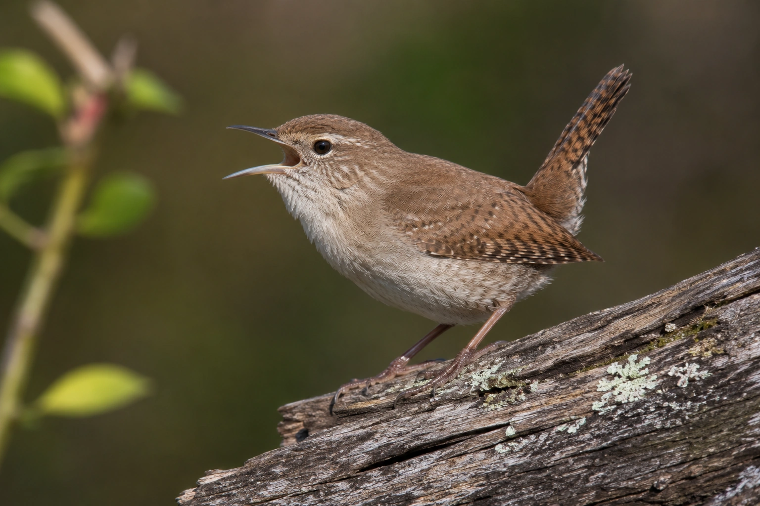 House Wren