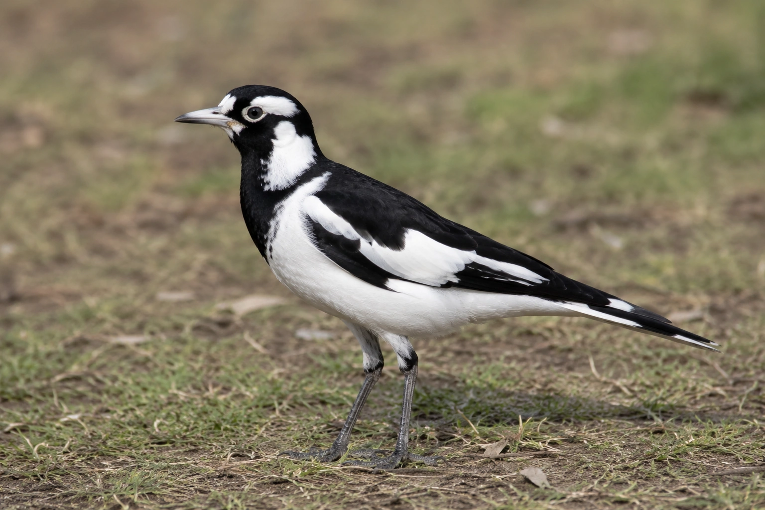 Magpie-lark