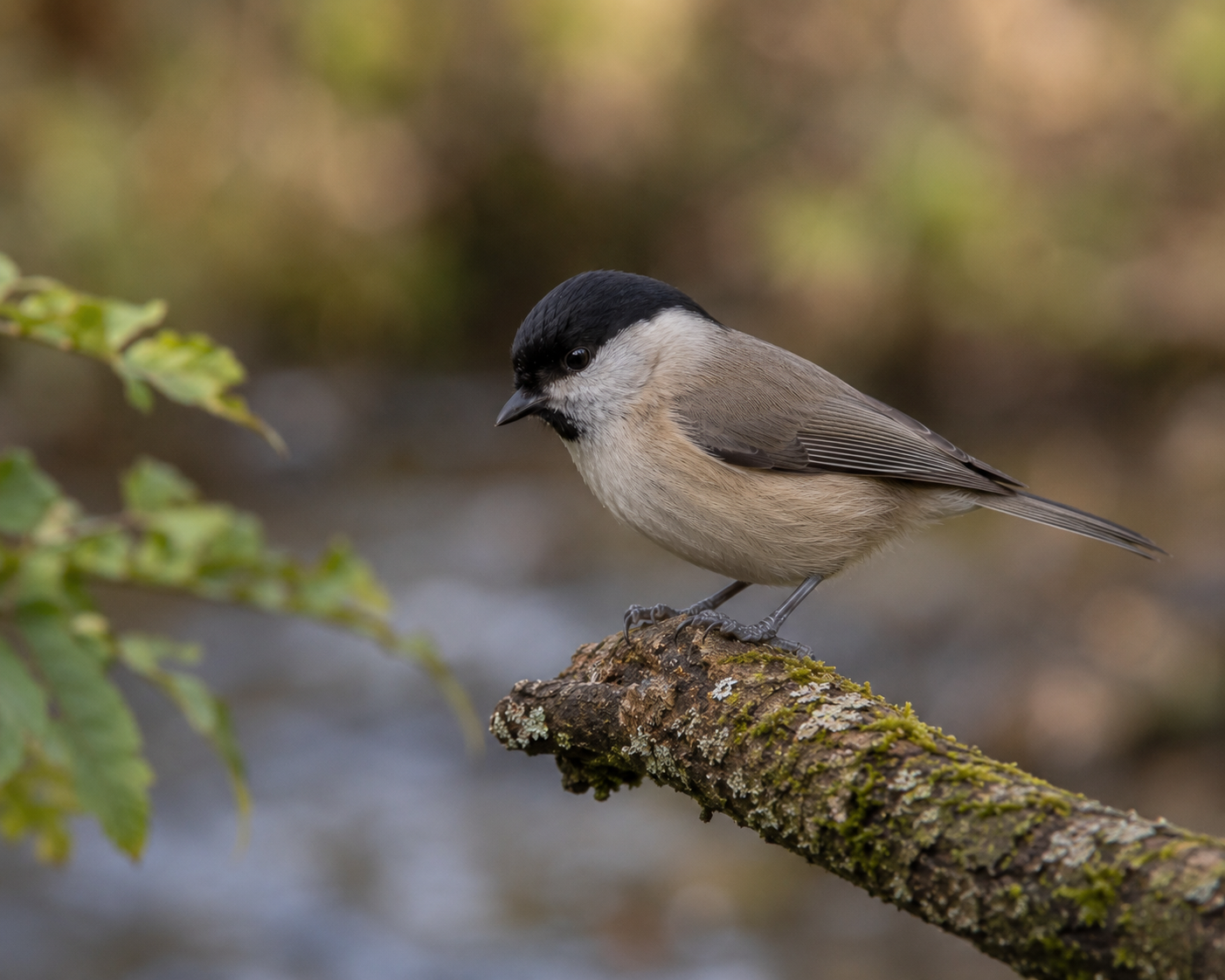 Marsh Tit