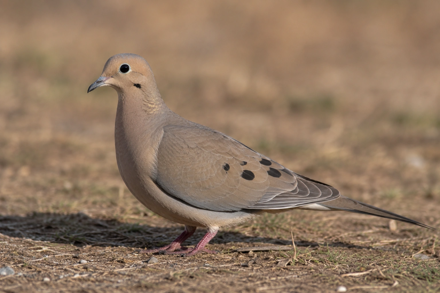 Mourning Dove