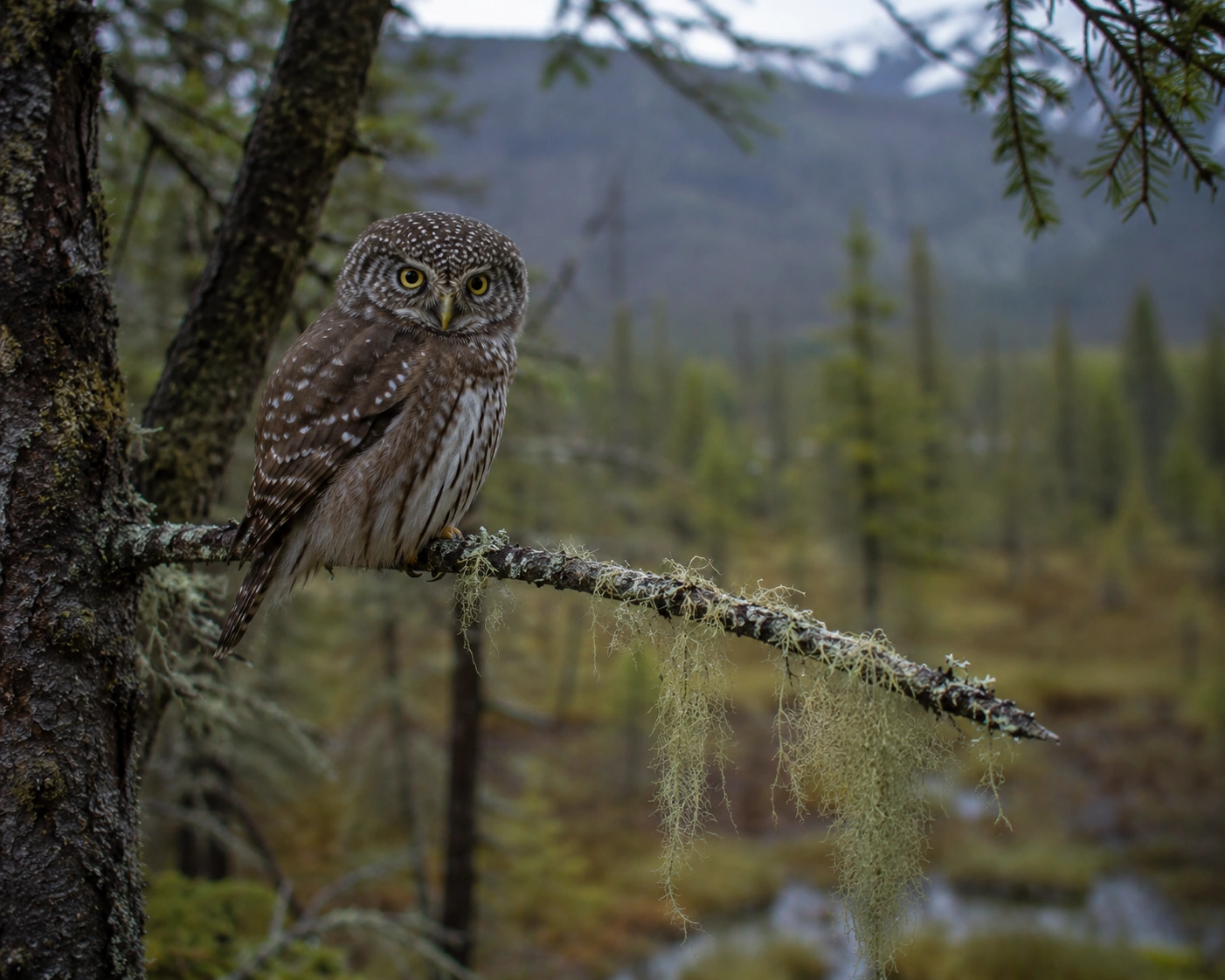Northern Pygmy-Owl