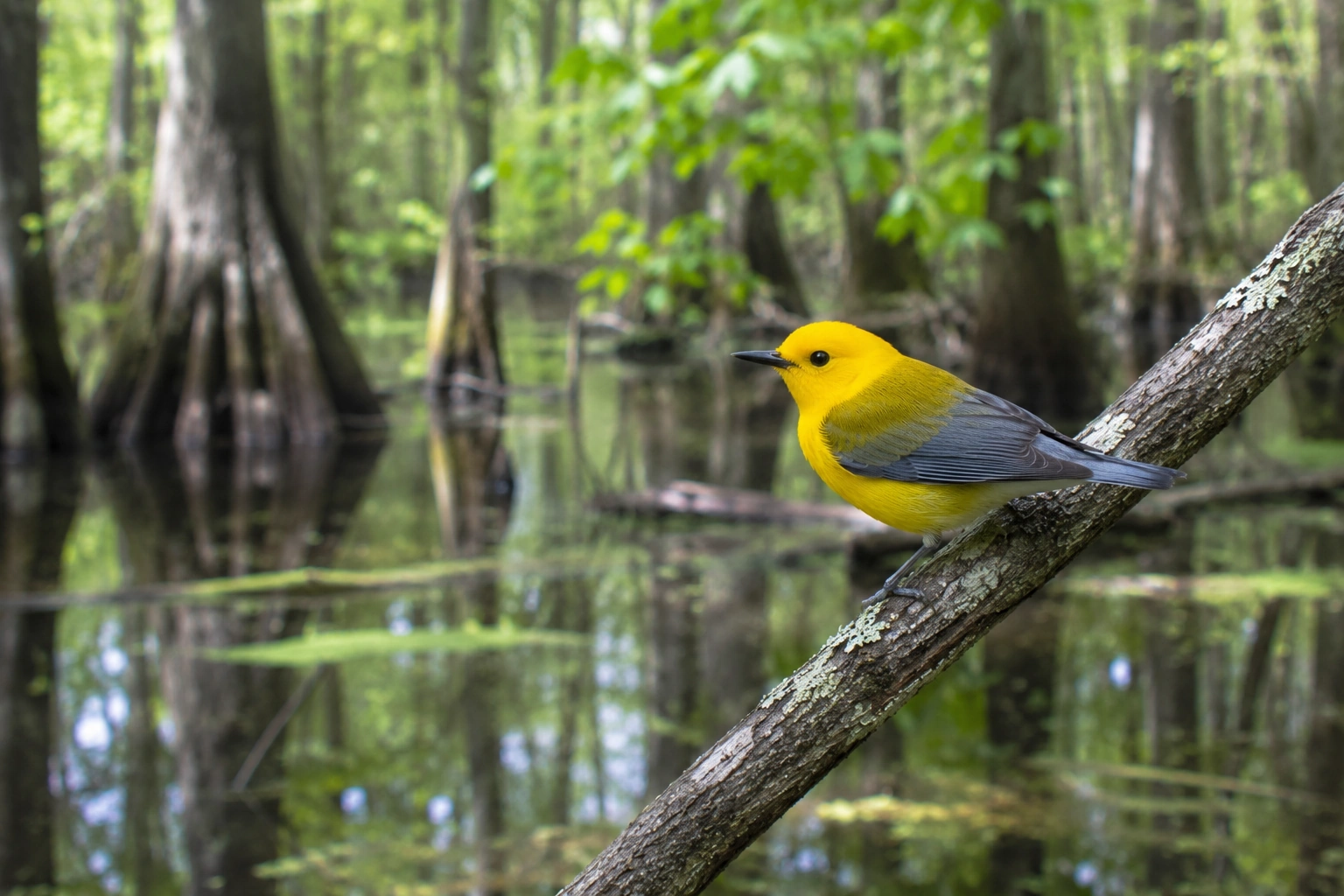 Prothonotary Warbler