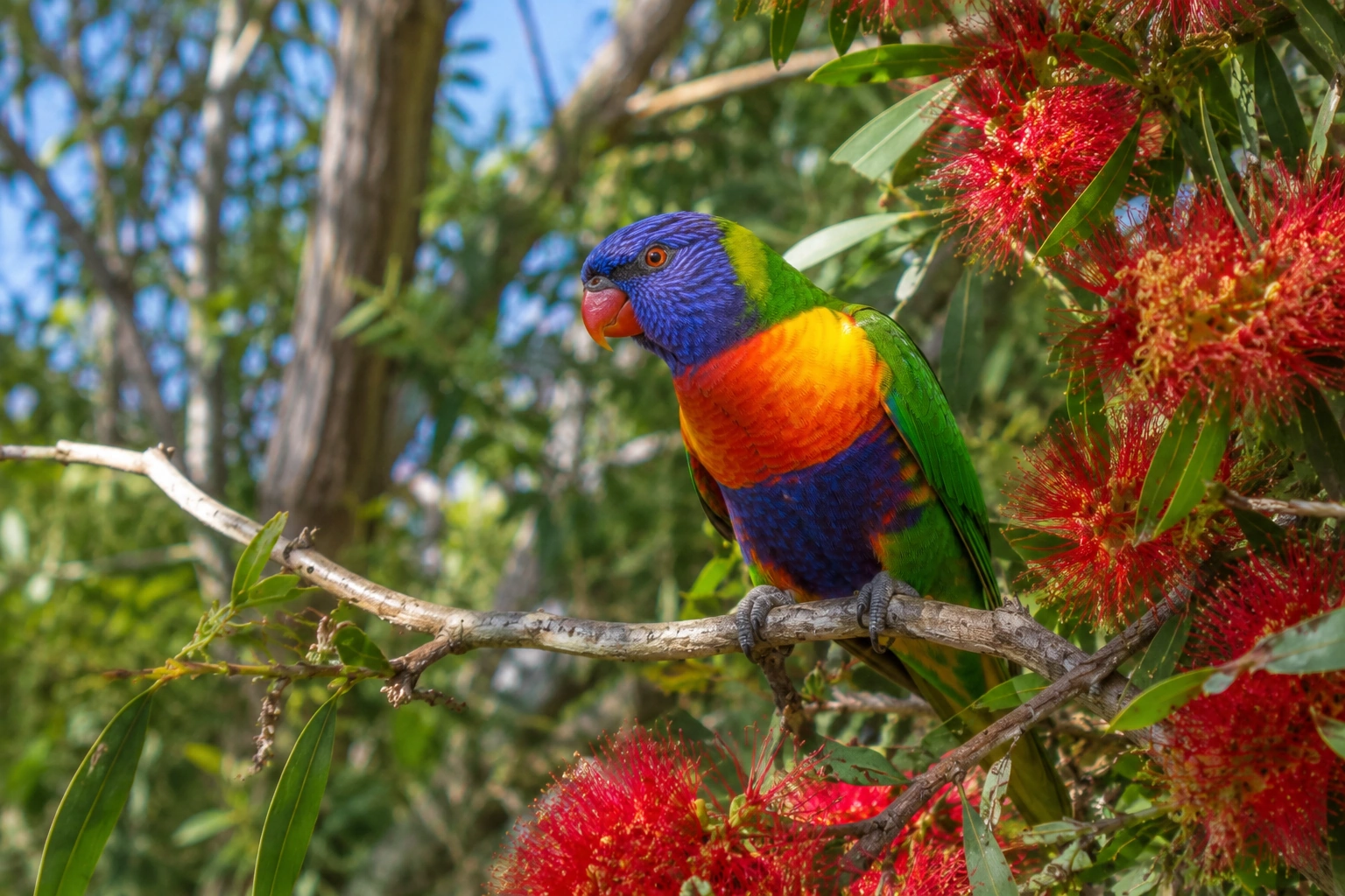 Rainbow Lorikeet