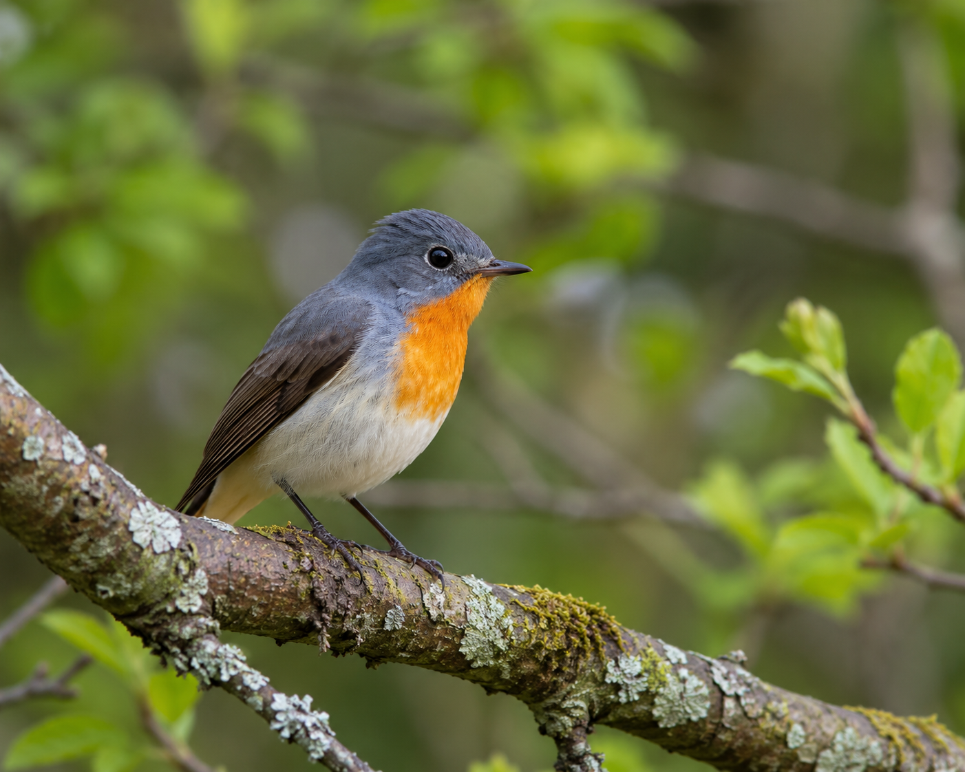 Red-breasted Flycatcher