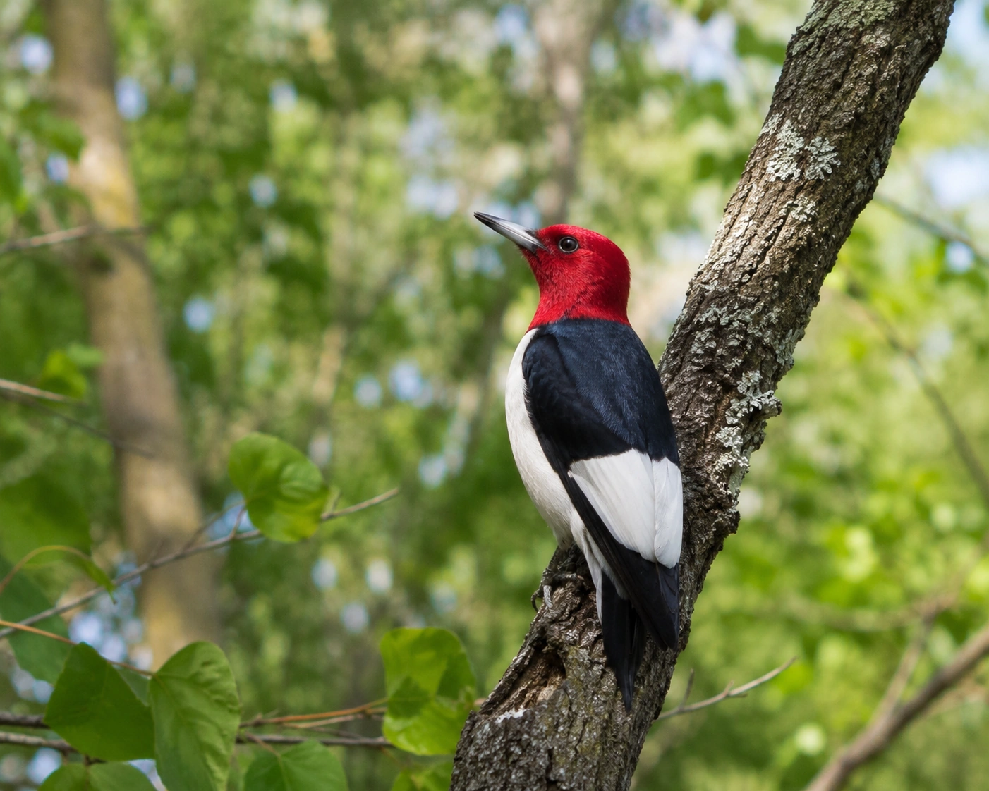 Red-headed Woodpecker