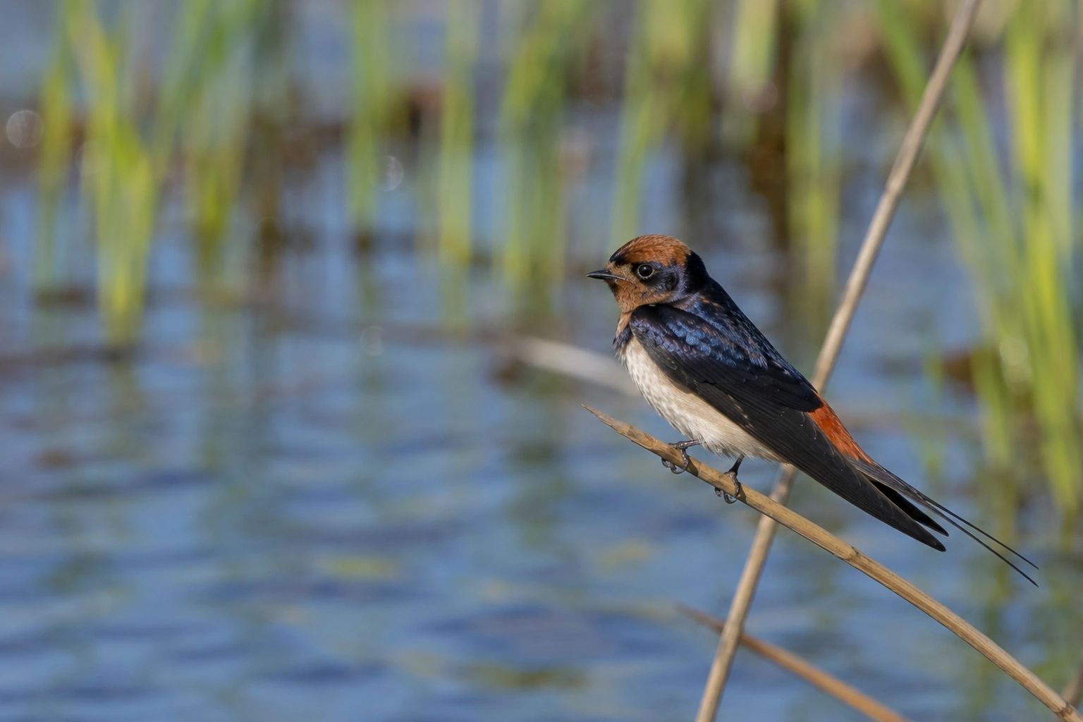 Red-rumped Swallow