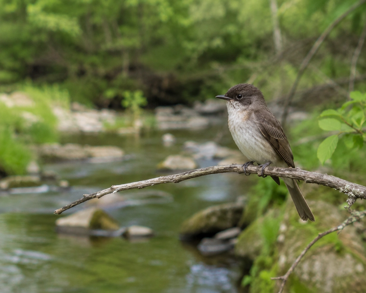 Say's Phoebe