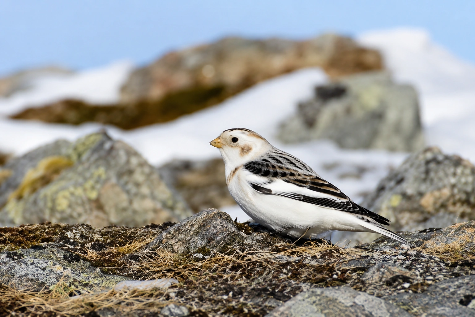 Snow Bunting