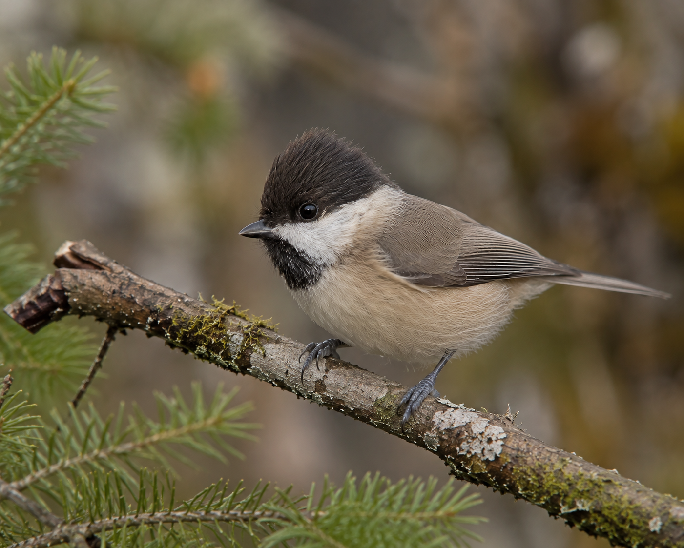 Sombre Tit