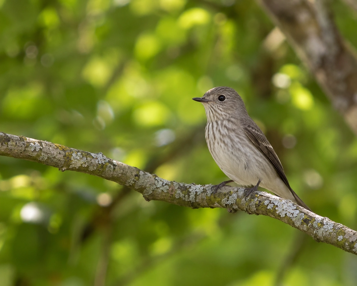 Spotted Flycatcher