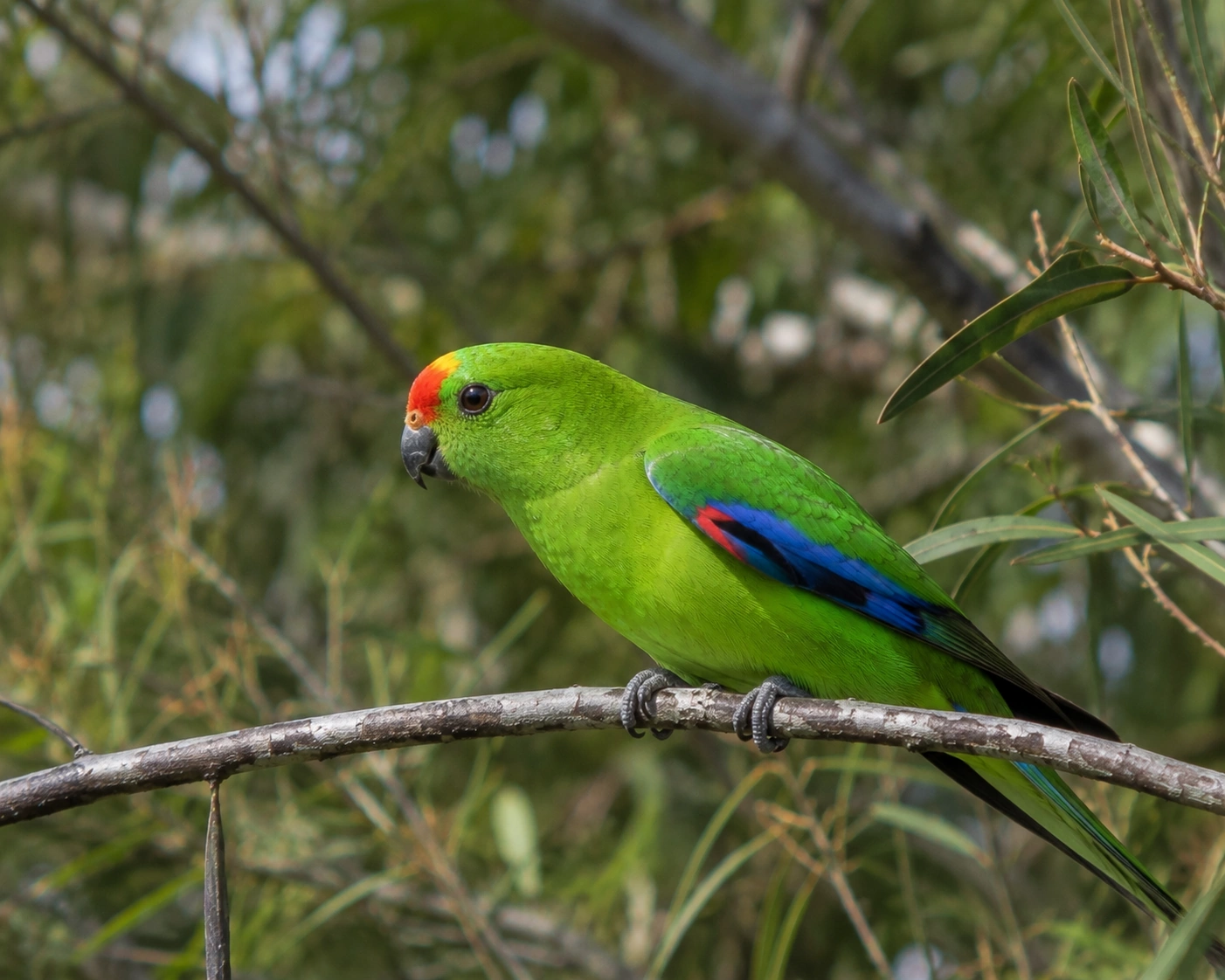 Superb Parrot