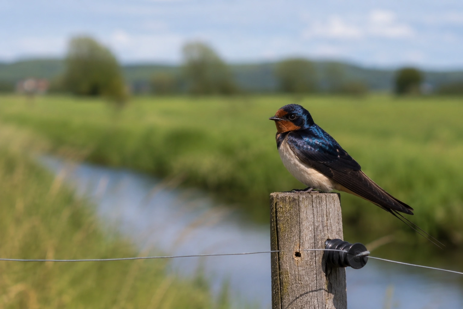 Welcome Swallow