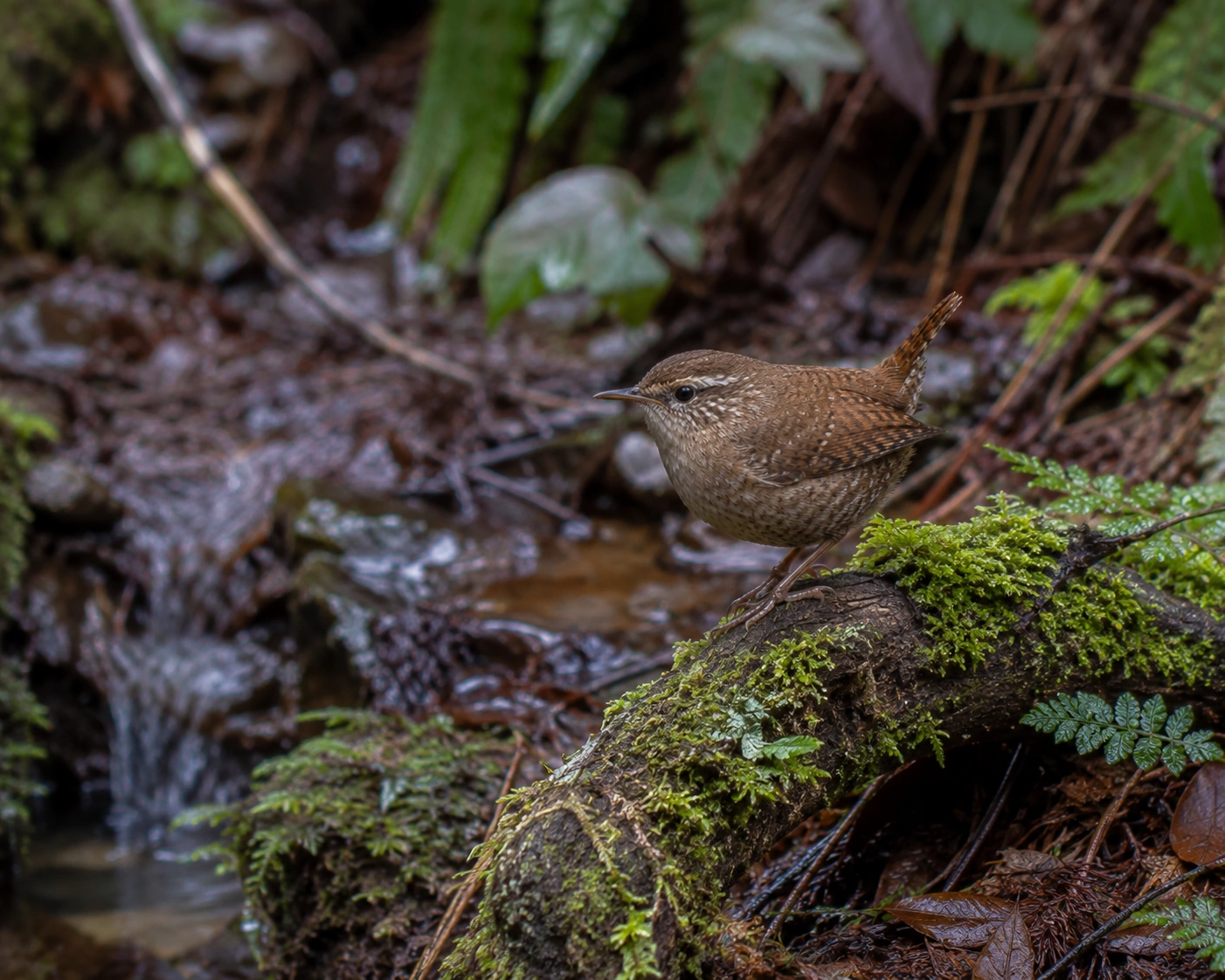 Winter Wren