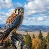 American Kestrel
