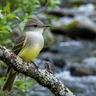 Ash-throated Flycatcher