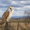 Barn Owl
