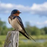 Barn Swallow