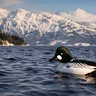 Barrow's Goldeneye