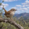 Bewick's Wren