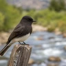 Black Phoebe