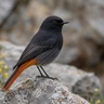 Black Redstart