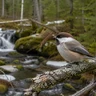 Boreal Chickadee
