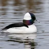 Bufflehead