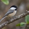 Carolina Chickadee