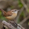 Carolina Wren