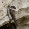 Cave Swallow